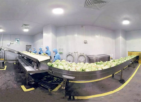 全自動蔬菜瓜果包裝機(jī)設(shè)備車間操作實拍圖